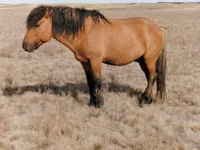 Hengst, Mugalzhar horse — Foto 1