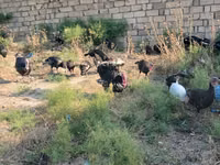 برونز — الصورة 7