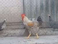 Chickens — photo 4