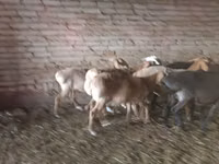 母羊, Tian-Shan semifinewool sheep — 照片 2