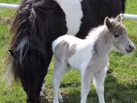 حصان, Miniature horse — الصورة 5