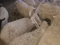 绵羊（批次，未指定性别）, Suffolk sheep — 照片 5