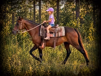 Stute, Quarter Horse — Foto 1