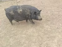 母猪 — 照片 3