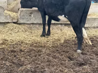 母牛, Cattle — 照片 4