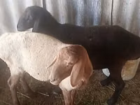 كبش, الأغنام — الصورة 2