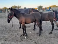 Hengst, Friesian — Foto 2