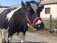 Vache, Russian Black pied cattle — photo 1