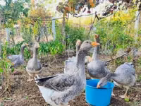 Graue und graugescheckte dänische Gans — Foto 1