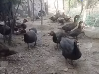 pato criollo doméstico — foto 8