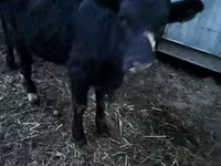 Bulle, Aberdeen-Angus — Foto 5