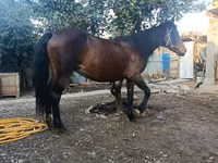 Jument, Chevaux — photo 2