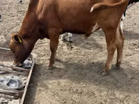 公牛, Simmental cattle — 照片 2