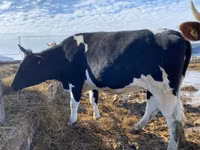بقرة, Russian Black pied cattle — الصورة 3