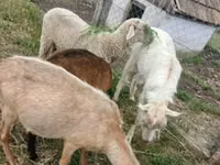 Widder, Merino sheep — Foto 1