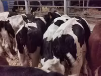 公牛, Red-spotted breed — 照片 4