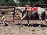 فرس, Quarter Horse — الصورة 7