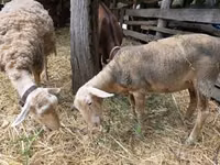 Oveja, Luzein sheep — foto 2