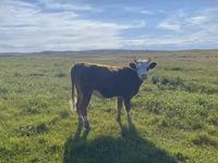 Oveja, Qashqai sheep — foto 6
