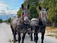 حصان, Percheron — الصورة 7