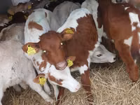 मवेशी (लॉट, लिंग निर्दिष्ट नहीं), Simmental cattle — फ़ोटो 1