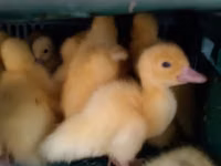 आगिदेल — फ़ोटो 4