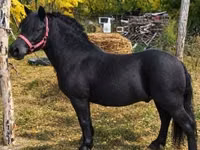 Horse (M), Horses — photo 2
