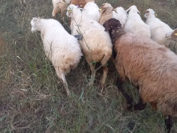 Oveja, Ovejas