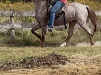 Cheval, Rocky Mountain Horse — photo 7
