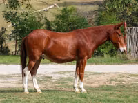 Horse (M), Mule — photo 1