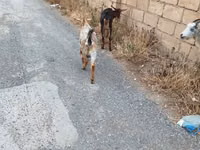 母山羊, Goats — 照片 7