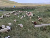 भेड़, Balbas sheep — फ़ोटो 4