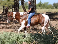 公马, American paint horse — 照片 3