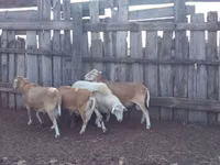 公羊, Katum sheep — 照片 2