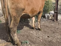 Vaca, Ganado vacuno — foto 8