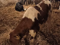 सांड, Simmental cattle — फ़ोटो 1
