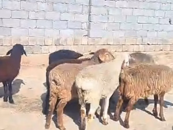 Sheep (batch, sex not specified), Sheep