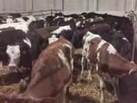 公牛, Russian Black pied cattle — 照片 3