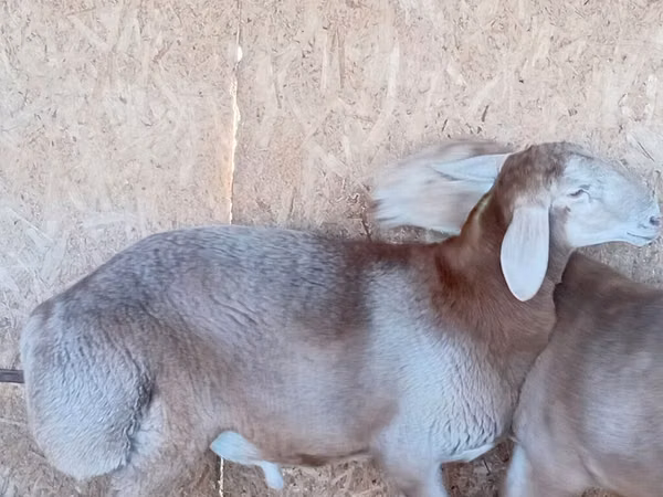Ram, Arashan sheep
