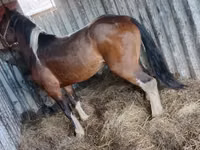 公马, Altai horse — 照片 1