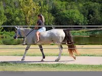 घोड़ी, Skyros Pony — फ़ोटो 6
