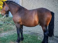 घोड़ा, Međimurje horse — फ़ोटो 2