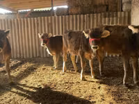 بقرة, Swiss cattle — الصورة 3
