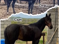 Caballo, Karachay horse — foto 4