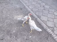 دجاج شمو — الصورة 8