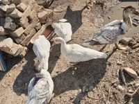 Ducks — photo 2