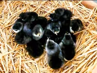 Australorp — photo 5