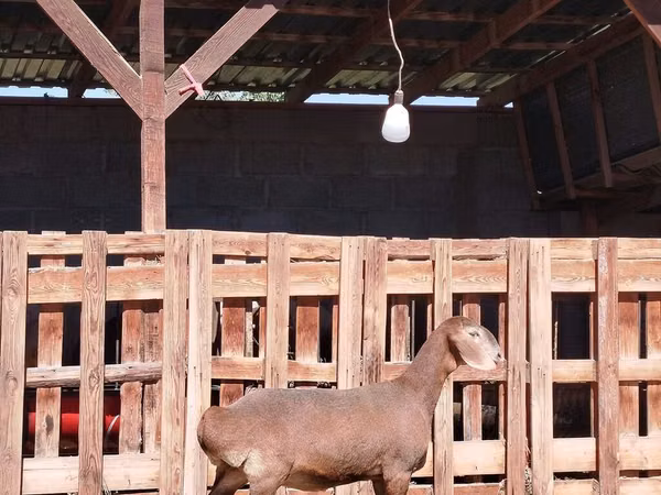 Ziege, Nubian Goat