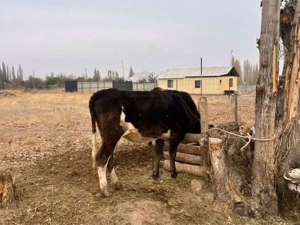 Vache, Bovins