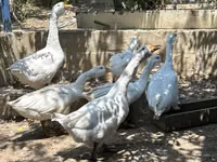 कुबान — फ़ोटो 1